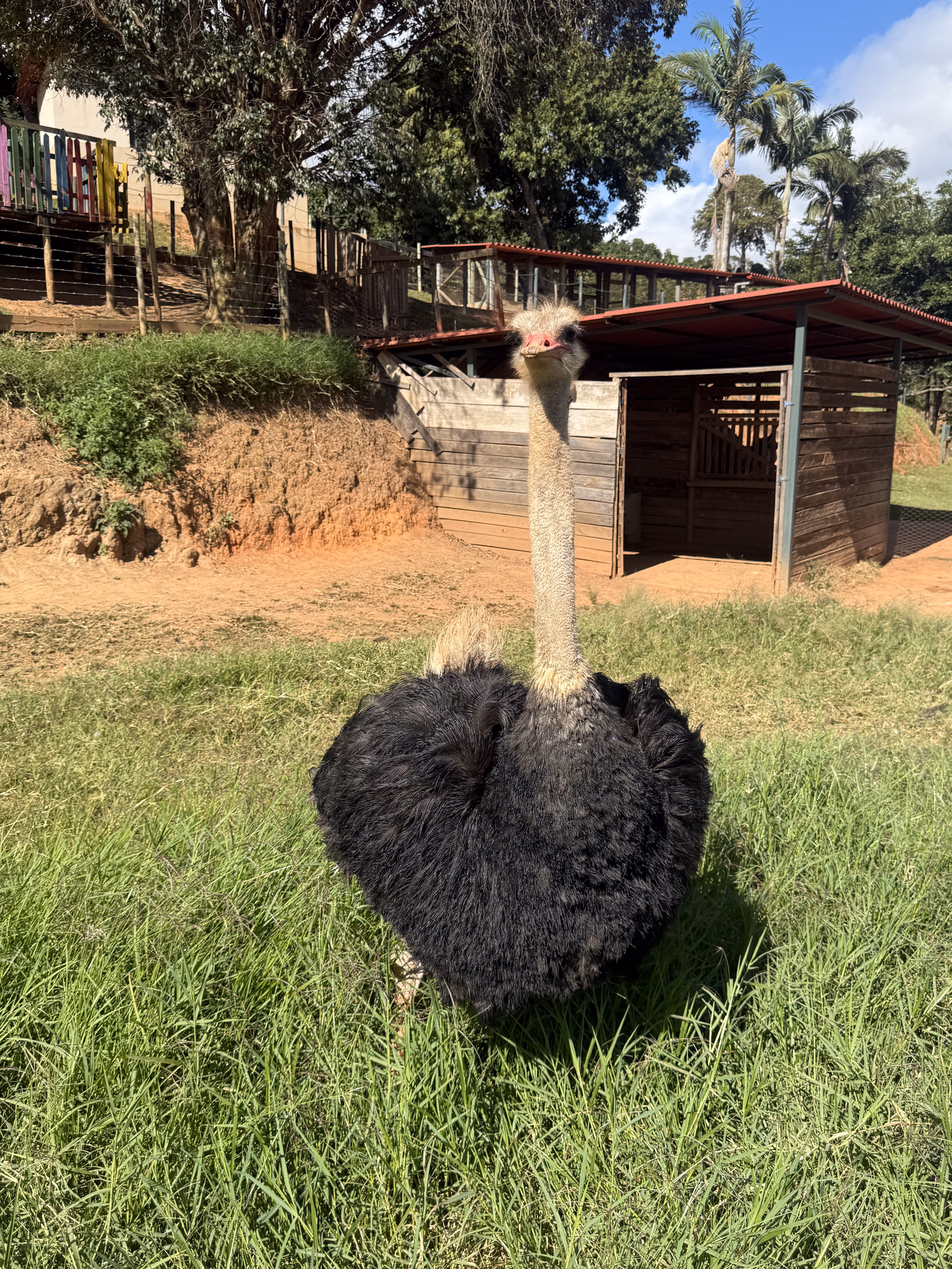 Gansos e aves na fazendinha do parque