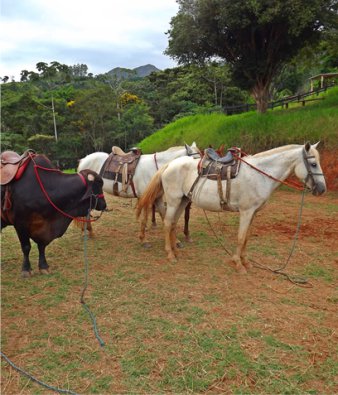 Parque Cachoeira das Andorinhas 11